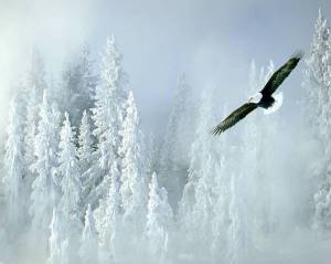 Bald_Eagle_and_Snowy_Pines-1280x102